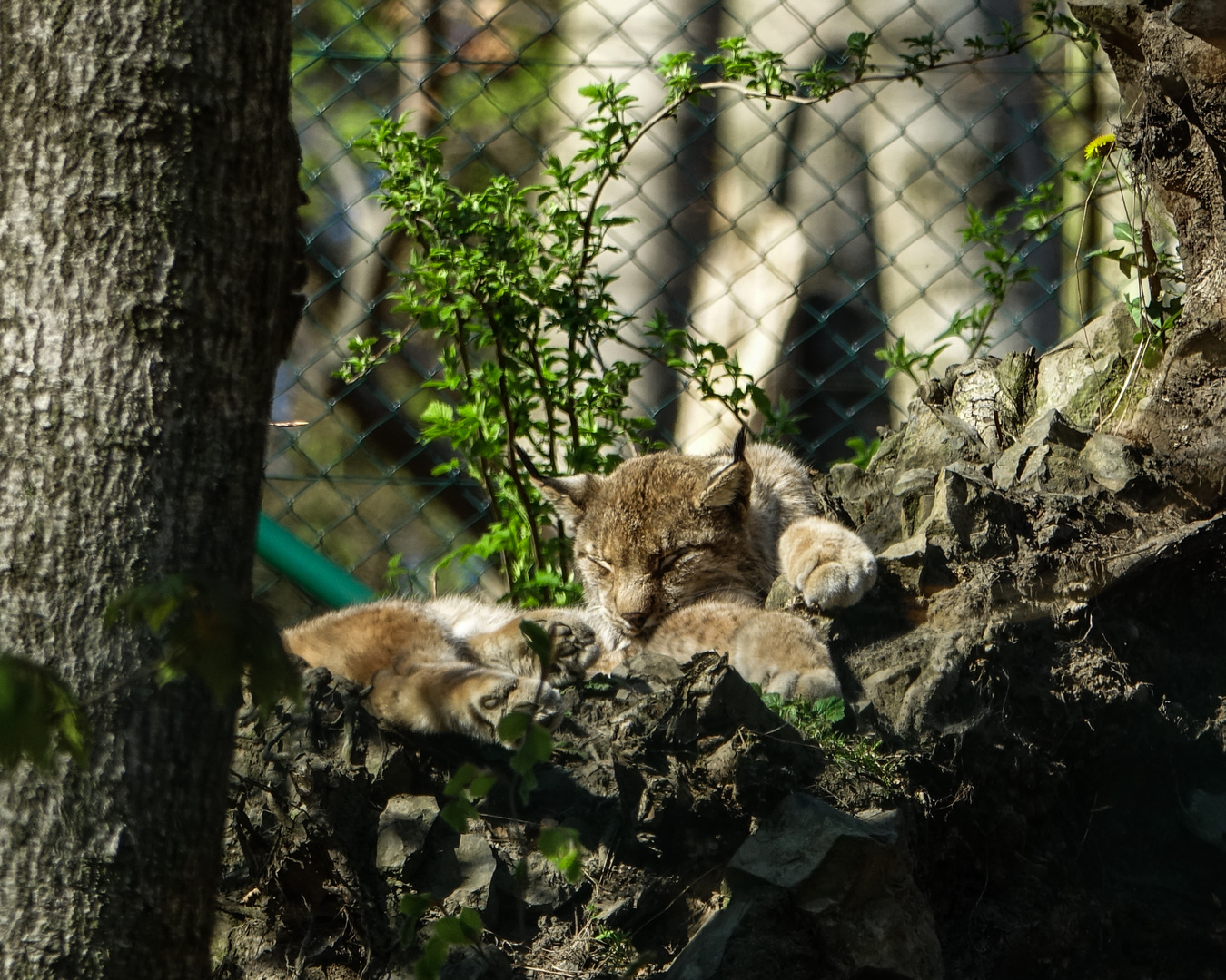 der Luchs beim Relaxen