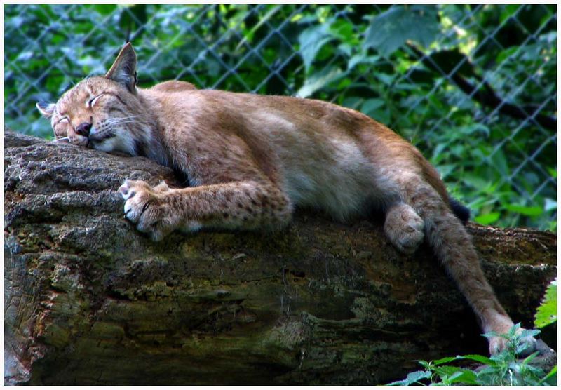 Der Luchs beim Schläfchen...