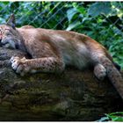 Der Luchs beim Schläfchen...