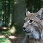 Der Luchs