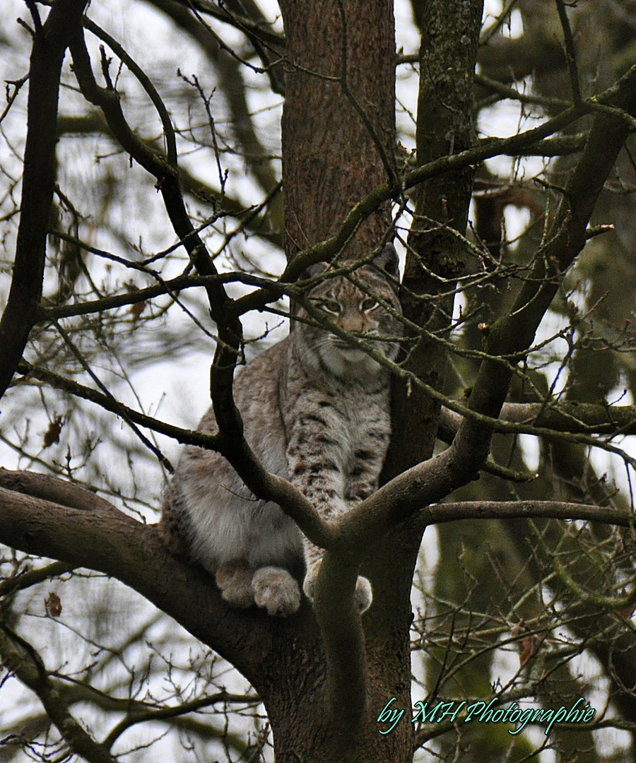 Der Luchs