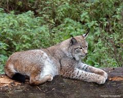 Der Luchs