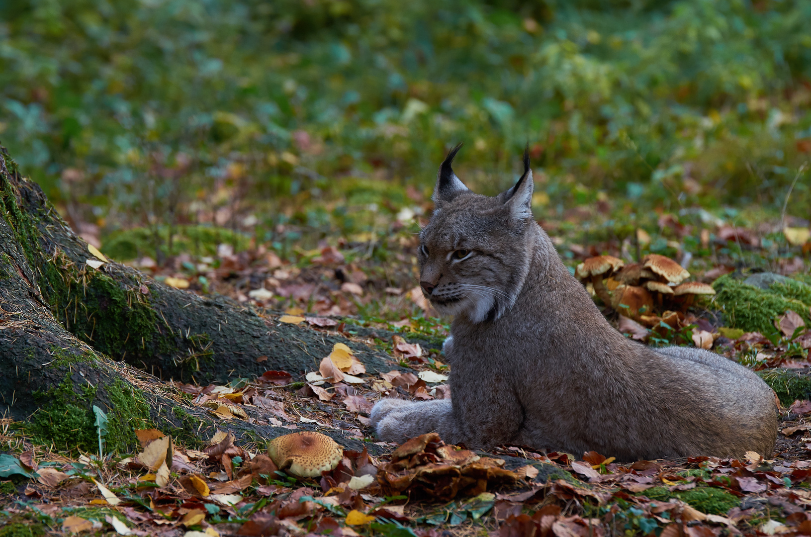 Der Luchs