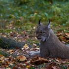 Der Luchs