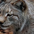 Der Luchs