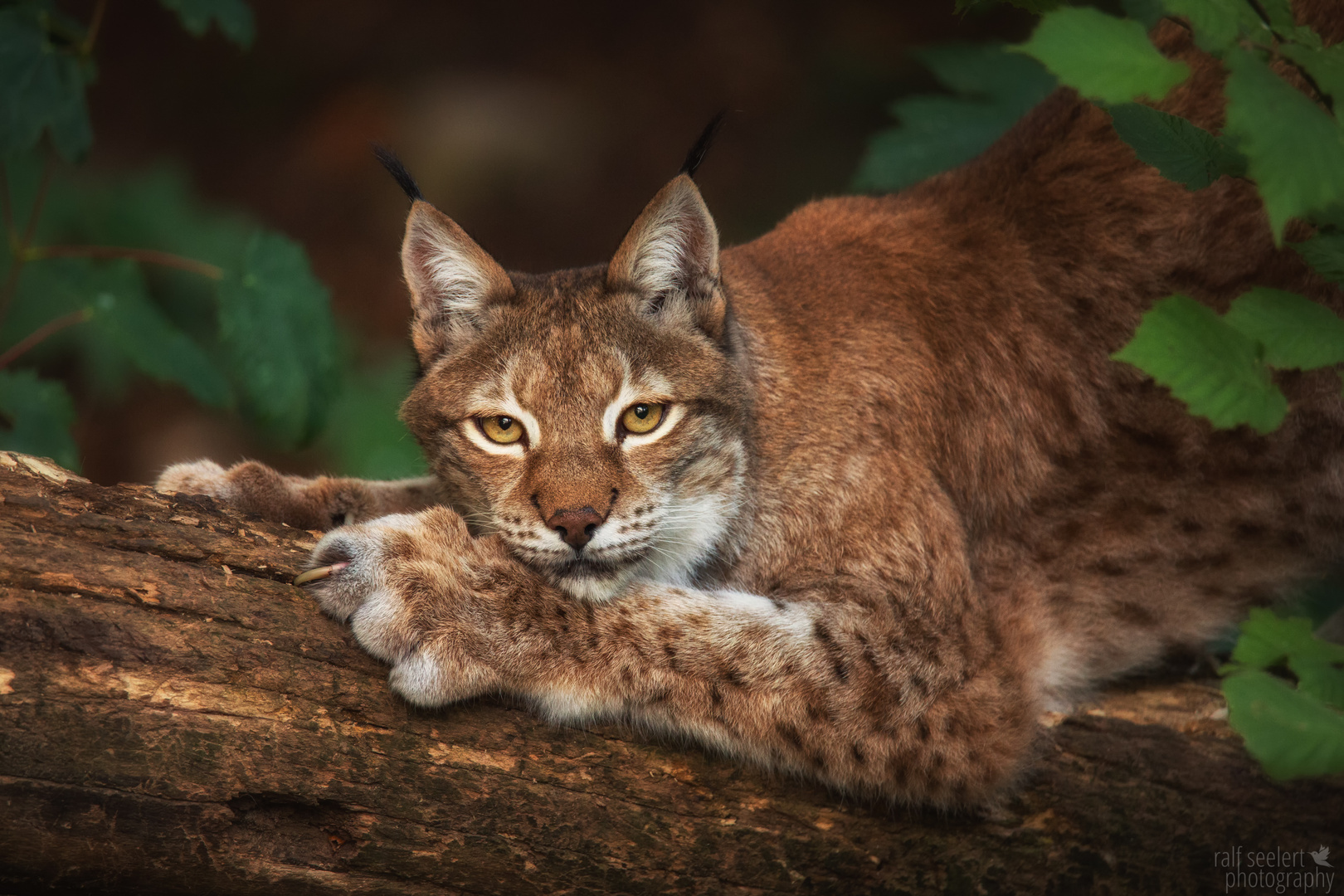 der Luchs