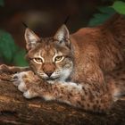 der Luchs