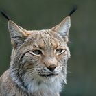 Der Luchs