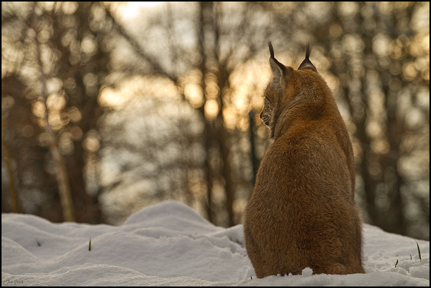 Der Luchs der in die Ferne schweift