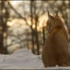 Der Luchs der in die Ferne schweift