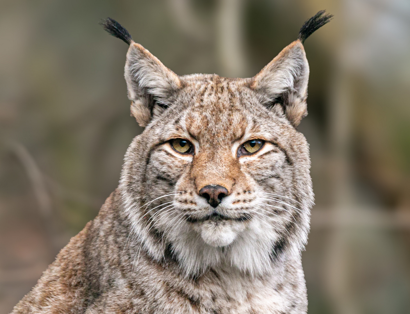 der Luchs