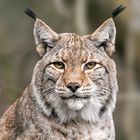 der Luchs