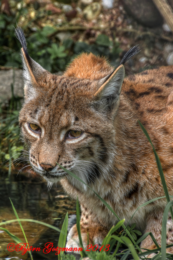 Der Luchs ....