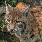 Der Luchs ....