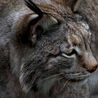 Der Luchs