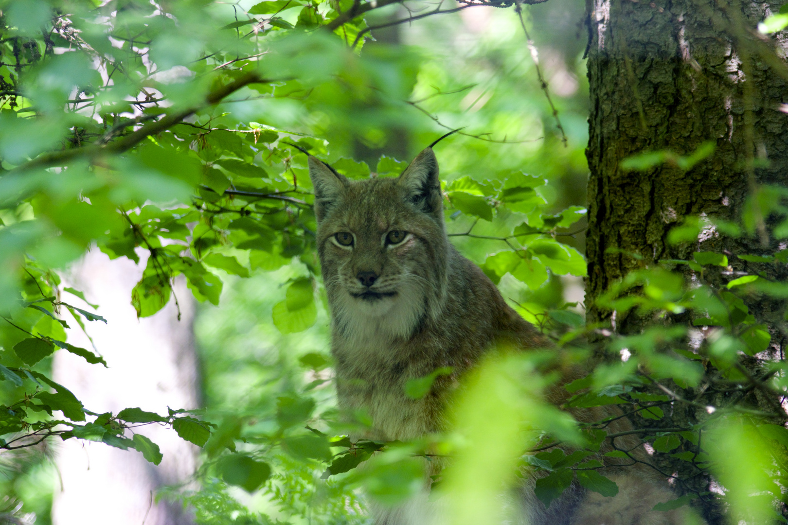 Der Luchs