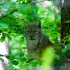 Der Luchs