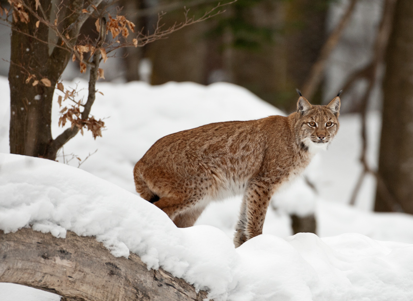 Der Luchs