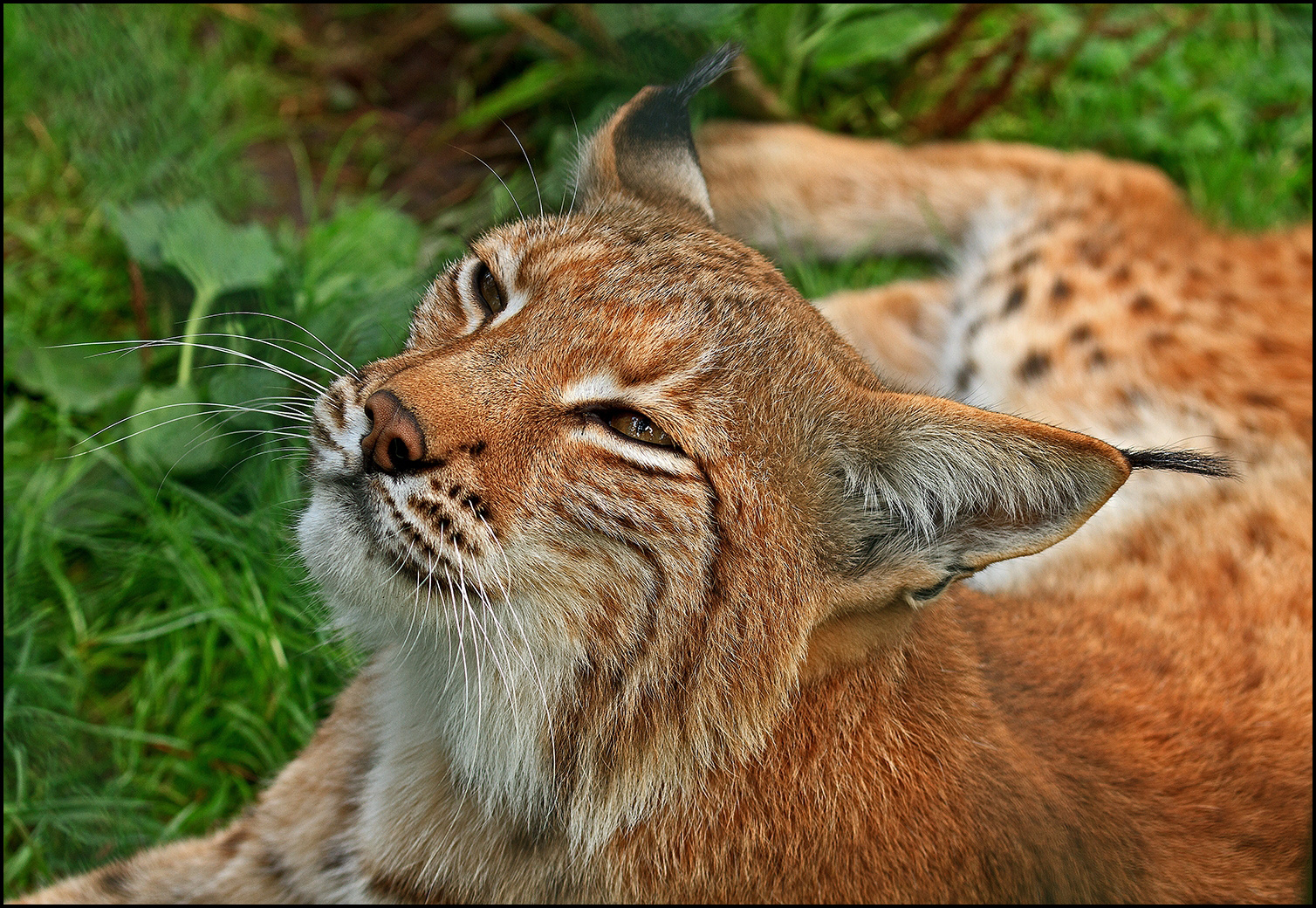 Der Luchs