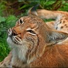 Der Luchs