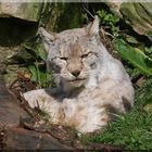 Der Luchs...