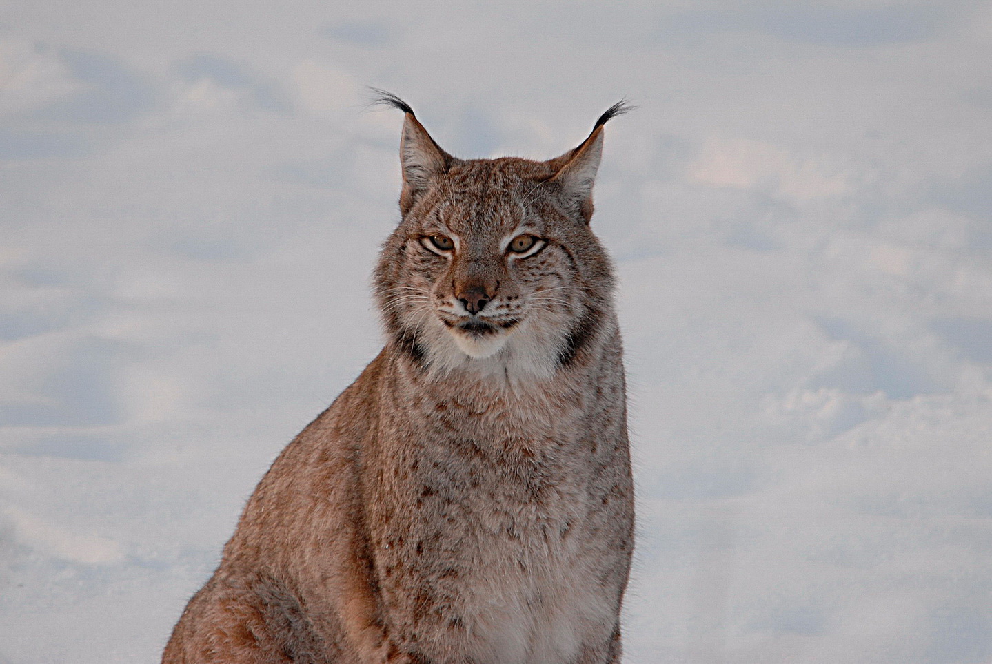 Der Luchs....