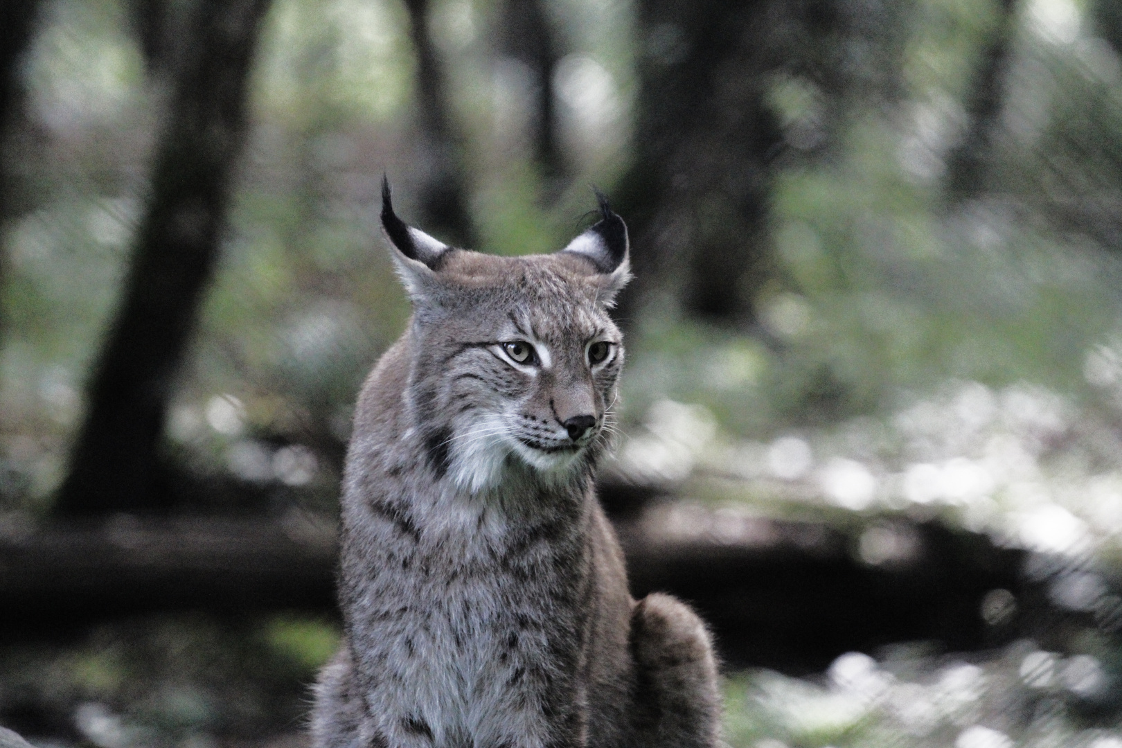 Der Luchs hinterm Zaun