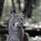 Der Luchs hinterm Zaun