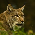 Der Luchs I