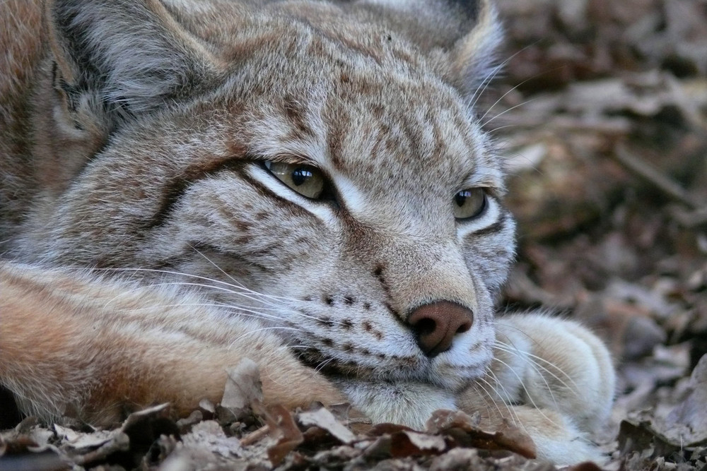 der Luchs II