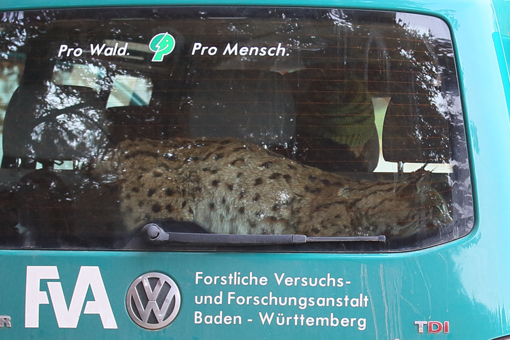 Der Luchs im Auto