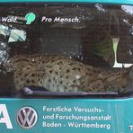 Der Luchs im Auto