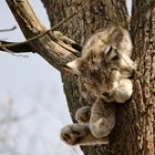 Der Luchs im Baum