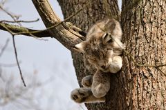 Der Luchs im Baum