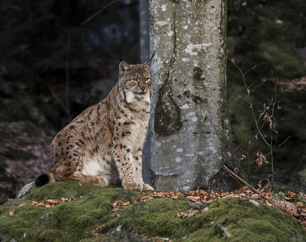 Der Luchs, im NP Bayerischer Wald der "Anziehungspunkt" für Fotografen...