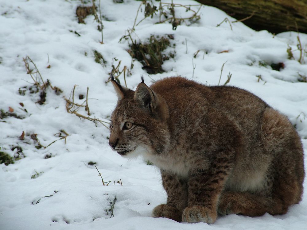 Der Luchs im Schnee