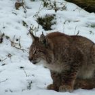 Der Luchs im Schnee