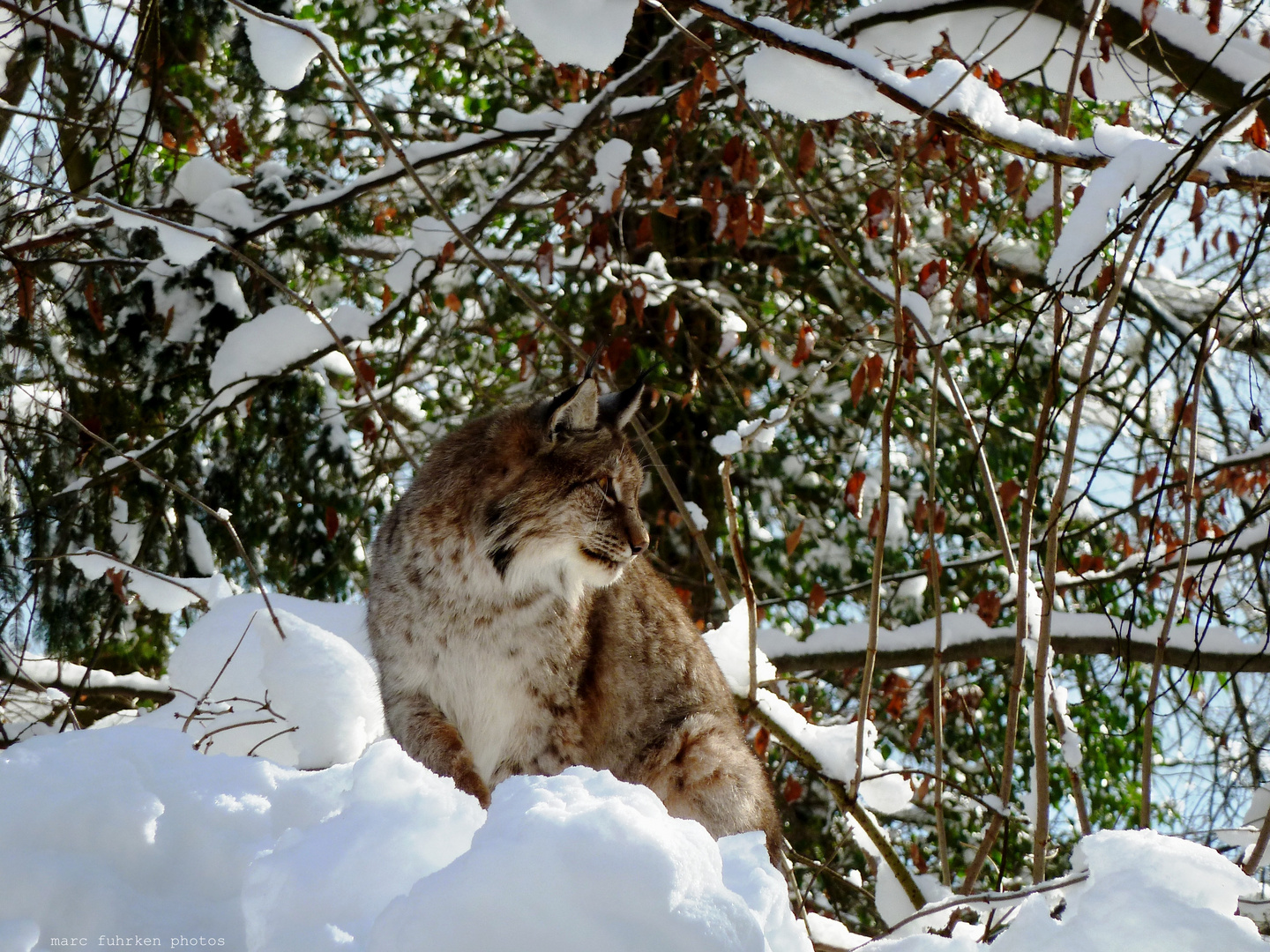 Der Luchs im Schnee