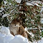 Der Luchs im Schnee