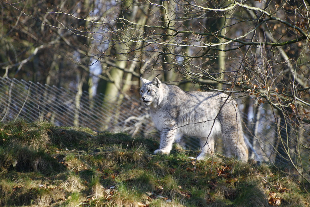 Der Luchs im Wald