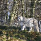 Der Luchs im Wald