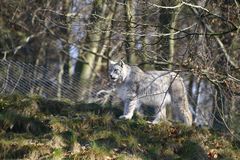 Der Luchs im Wald