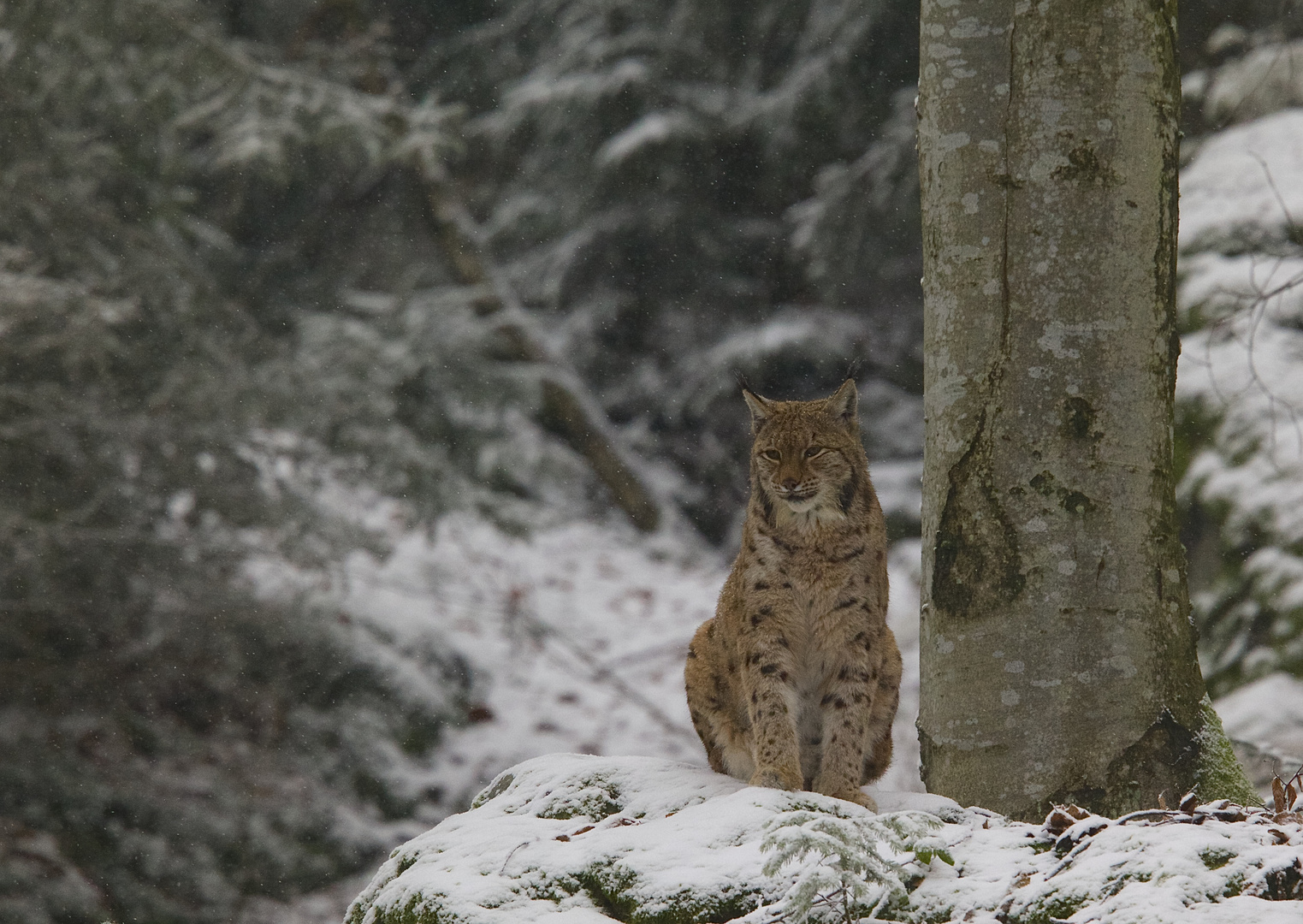 der luchs im winter...