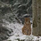 der luchs im winter...