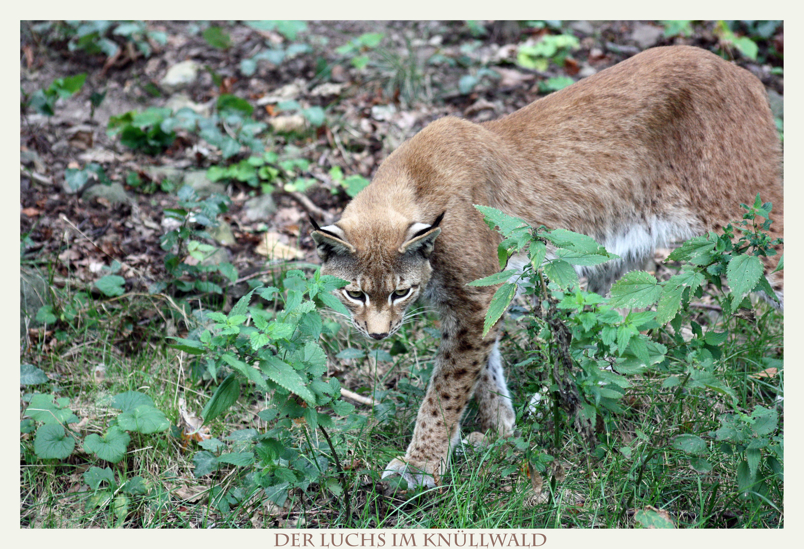 DER LUCHS IN NORDHESSEN