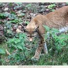 DER LUCHS IN NORDHESSEN