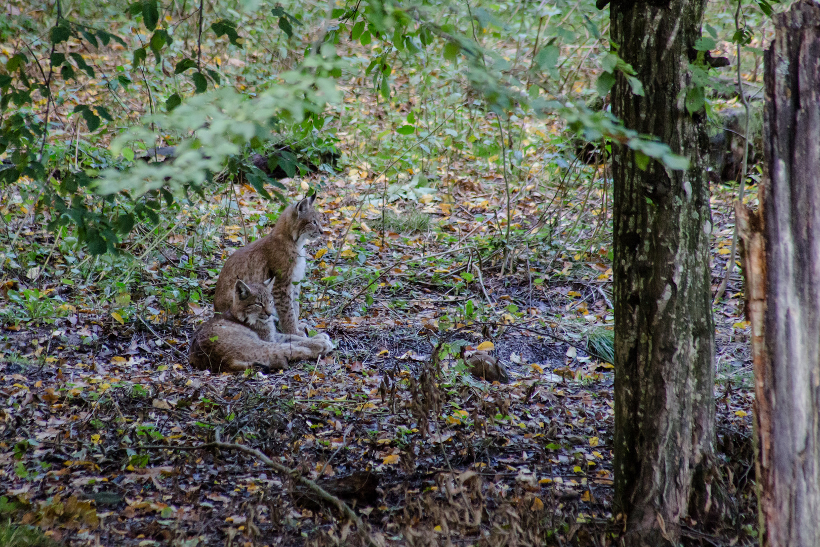 Der Luchs in Tambach