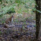 Der Luchs in Tambach