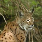 Der Luchs in Warteposition