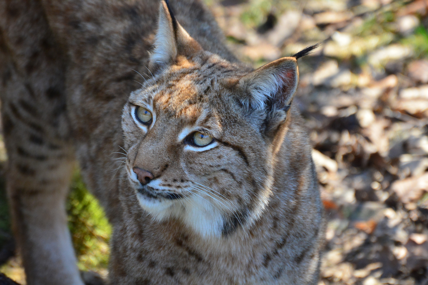 Der Luchs is back